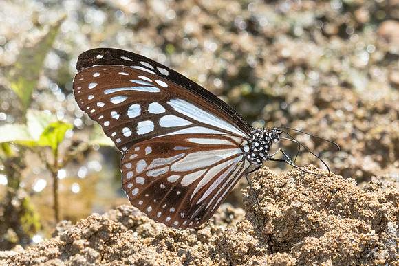 Parantica melaneus- - Chiang Dao - 15/02/26