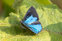 Poritia hewitsoni-8407 - Chiang Dao - 8/02/26