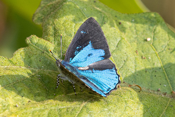 Poritia hewitsoni-8407 - Chiang Dao - 8/02/26
