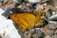 Telicota ohara-8429 - Chiang Dao - 8/02/26