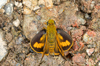 Telicota ohara-8446  - Chiang Dao - 8/02/26