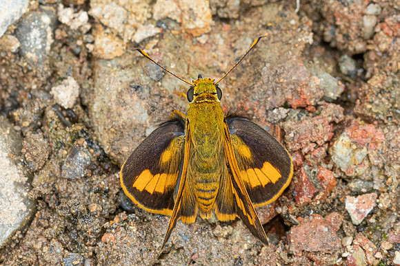 Telicota ohara-8446  - Chiang Dao - 8/02/26
