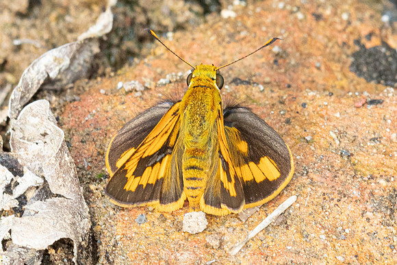 Telicota ohara-8436  - Chiang Dao - 8/02/26