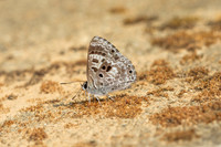 Niphanda asialis--14  - Chiang Dao - 9/02/26