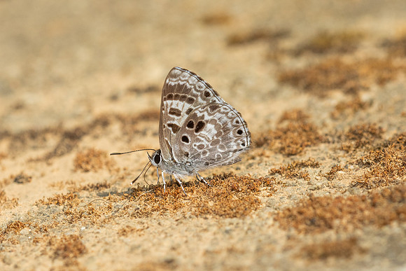 Niphanda asialis--14  - Chiang Dao - 9/02/26