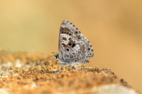 Niphanda asialis--3  - Chiang Dao - 9/02/26