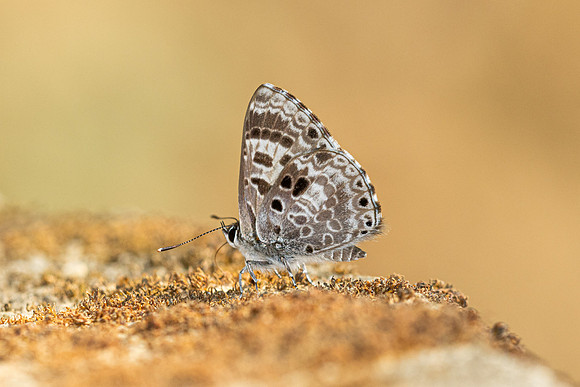 Niphanda asialis--3  - Chiang Dao - 9/02/26