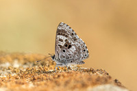 Niphanda asialis--4  - Chiang Dao - 9/02/26