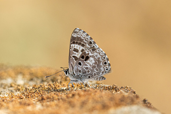 Niphanda asialis--4  - Chiang Dao - 9/02/26