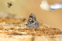 Niphanda asialis--17 -  - Chiang Dao - 9/02/26