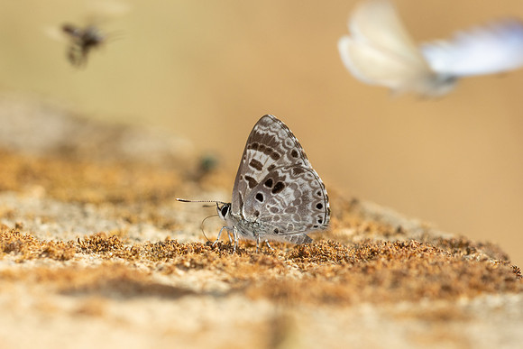 Niphanda asialis--17 -  - Chiang Dao - 9/02/26
