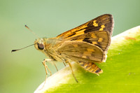 Potanthus trachala-8408  - Chiang Dao - 8/02/26