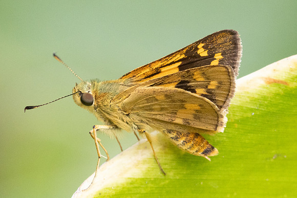 Potanthus trachala-8408  - Chiang Dao - 8/02/26