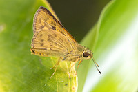 Potanthus trachala-8417  - Chiang Dao - 8/02/26
