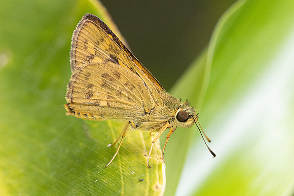 Potanthus trachala-8417  - Chiang Dao - 8/02/26