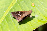 Pelopidas assamensis-7484 - Chiang Dao - 7/02/26