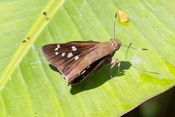 Pelopidas assamensis-7484 - Chiang Dao - 7/02/26