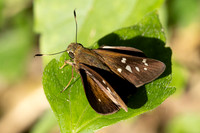 Polytremis lubricans-8314 - - Chiang Dao - 8/02/26