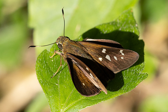 Polytremis lubricans-8314 - - Chiang Dao - 8/02/26