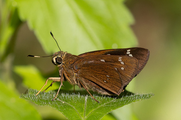 Polytremis lubricans-8310 - Chiang Dao - 8/02/26