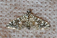 Chabulina onychinalis-14- Chiang Dao - fev 26