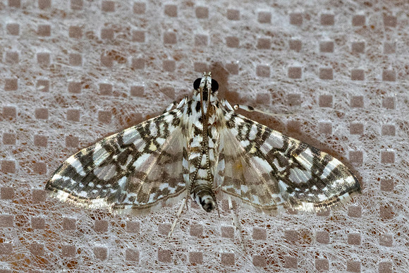 Chabulina onychinalis-14- Chiang Dao - fev 26
