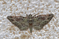 Bosara emarginaria-7434- Chiang Dao - fev 26