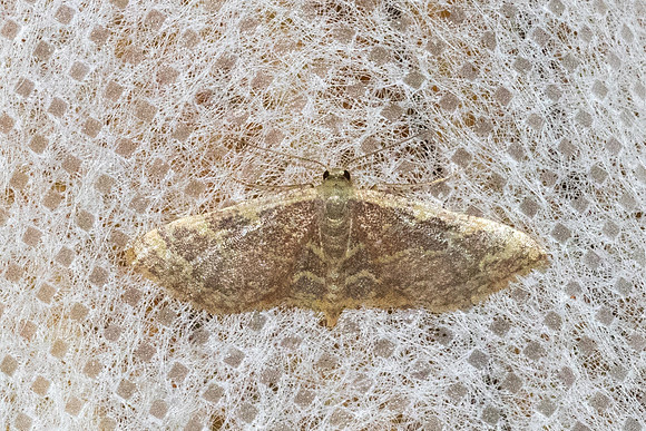 Lophophleps purpurea-12- Chiang Dao - fev 26