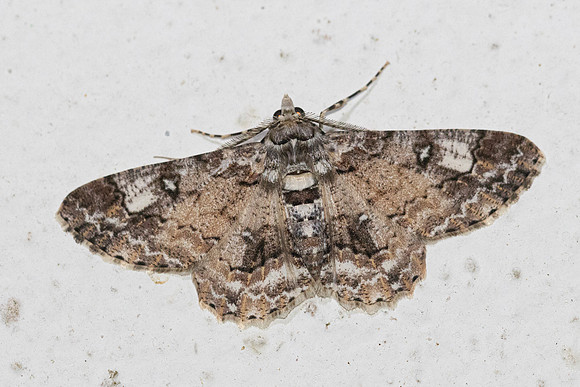 Cleora alienaria-7424- Chiang Dao - fev 26