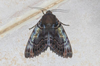 Noctuelles