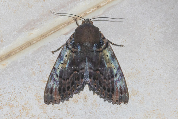 Arcte modesta-7436- Chiang Dao - fev 26