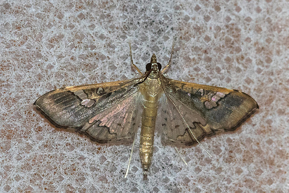 Maruca vitrata-10- Chiang Dao - fev 26