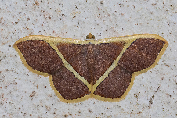 Plutodes exiguifascia-8175 - Chiang Dao - fev 26