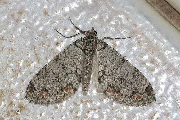 Trichopterigia-7438- Chiang Dao - fev 26