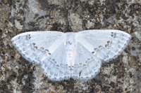 Teldenia specca-20