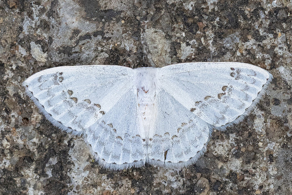Teldenia specca-20