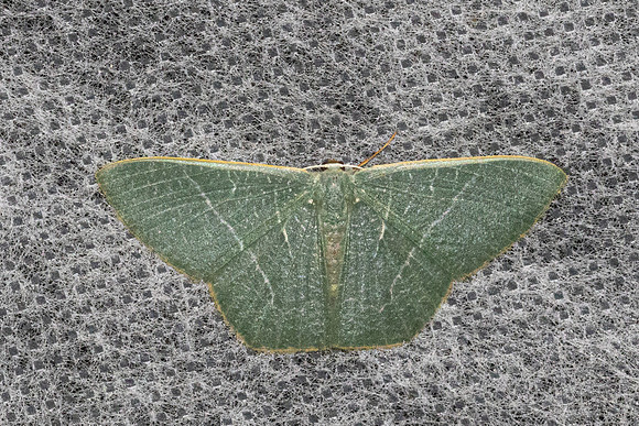 Thalassodes immissaria-58 - Doi Inthanon - 26/02/26