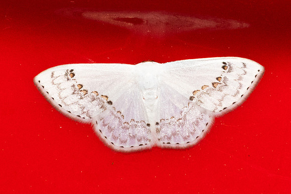 Teldenia specca-74