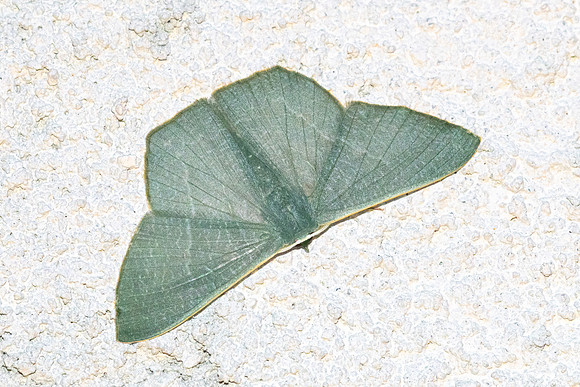 Thalassodes immissaria-4814 - Doi Inthanon 1026m  - 22/02/26