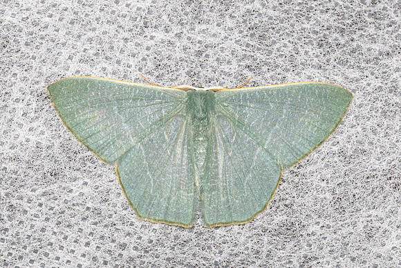 Thalassodes immissaria-4878 - Doi Inthanon 1026m  - 22/02/26