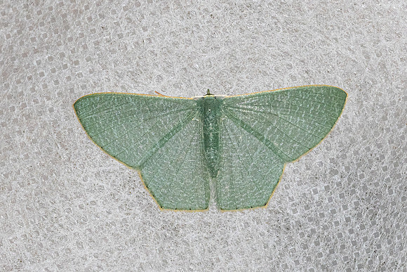 Thalassodes immissaria-6359- Doi Inthanon 1026m  - 25/02/26
