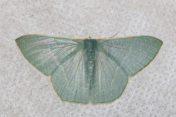 Thalassodes immissaria-4911 - Doi Inthanon 1026m  - 22/02/26