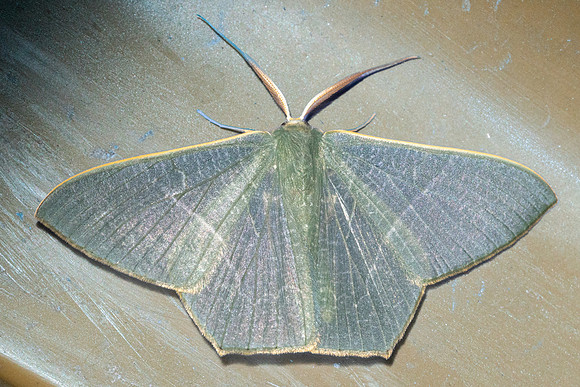 Thalassodes immissaria-4915 - - Doi Inthanon - 1026m - 22/02/26