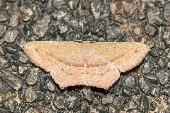 Traminda mundissima-3776 -Chiang Rai - 19/11/23