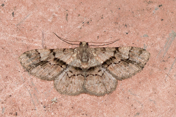 Satoblephara sp-3758 Chiang Rai - 19/11/23