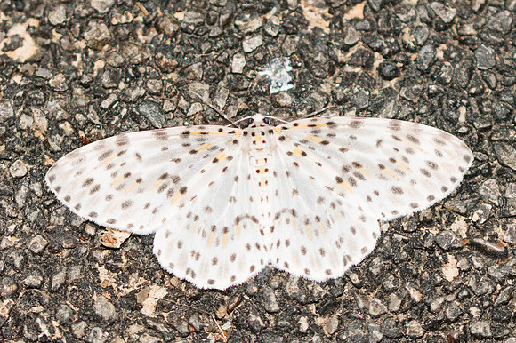 Metapercnia ductaria-3744 Chiang Rai - 19/11/23