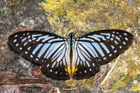 Graphium xenocles-5249- Huai Sai Lueang Waterfall - 23/02/26