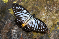 Graphium xenocles-5253- Huai Sai Lueang Waterfall - 23/02/26