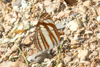 Neptis soma-7728- Chiang Dao - 7/02/26