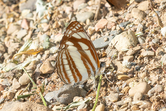 Neptis soma-7728- Chiang Dao - 7/02/26